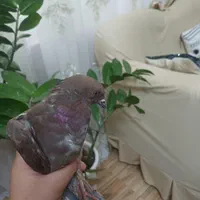 کفتر نر