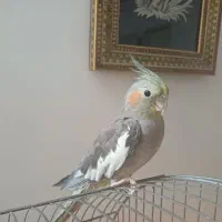 عروس هلندی ماده مست