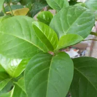 فروش گل های گرمسیری و تولید انواع گل وطراحی باغچه|گل و گیاه طبیعی|میناب, |دیوار