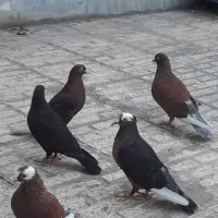 کبوتر یا کفتر ارشلینگل|پرنده|اندیشه, اندیشه فاز ۲|دیوار