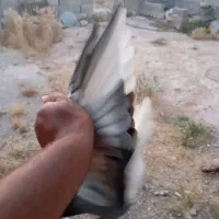 کبو|پرنده|پلدختر, |دیوار