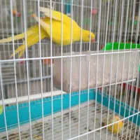 طوطی ملنگو زرد