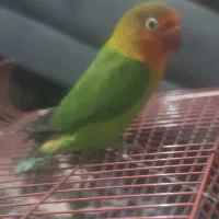 طوطی برزیلی|پرنده|رباطکریم, رباطکریم|دیوار