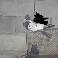 کبوتر