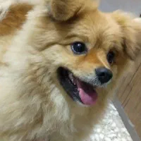 سگ پامرانین پوزه روباهی|سگ|شازند, |دیوار