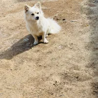 سگ پامر|سگ|لامرد, |دیوار