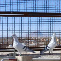 کفتر شامی|پرنده|مرودشت, تامین اجتماعی‎|دیوار