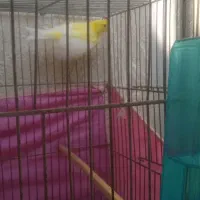 قناری نر روسی|پرنده|بندرعباس, |دیوار