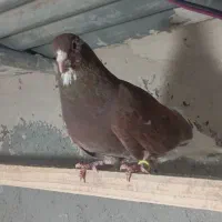 کفتر|پرنده|قرچک, محمد آباد|دیوار