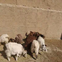 ۱۰ تا بز فقط ۴۰ میلیون تومان بهتر از گوسفند هستند|حیوانات مزرعه|همدان, |دیوار