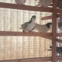 کبوتر رنگی|پرنده|تهران, آهنگ|دیوار