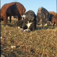 سگ قدرجونی|سگ|داران, |دیوار