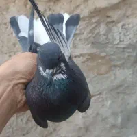 گمشده جوجه کفتر