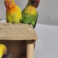 طوطی برزیلی دو ماهه تازه دون خور|پرنده|فردیس, شهرک شهید حسینی|دیوار