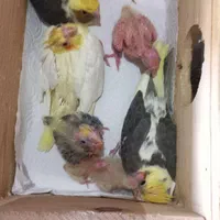 جوجه عروس هلندی ۵ روزه تا ۲۵ روزه