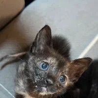 توله گربه واگزاری دی اس اچ