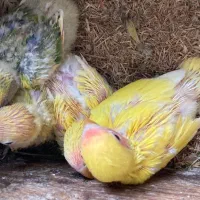 طوطی برزیلی. کوتوله