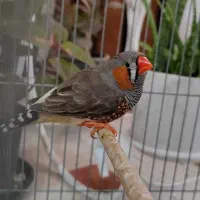 یک عدد ماده ایزابل اورنج و یک عدد نر کینگ اروپایی|پرنده|اصفهان, درب کوشک|دیوار