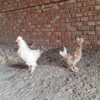 3عددمرغ خروس ابریشم