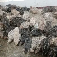 بلدرچین|حیوانات مزرعه|سبزوار, کلاته سیفر|دیوار