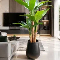 درختچه کنارسالنی باارتفاع ۲ متر به قیمت عمده