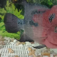 فلاور|ماهی|قم, تولید دارو و یخچال|دیوار