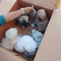 توله سگ|سگ|کرمانشاه, |دیوار