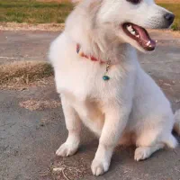 سگ پاکوتاه|سگ|میاندوآب, |دیوار