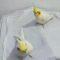 یک جفت عروس هلندی 3500000 تومان