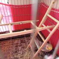 پرنده عروس هلندی