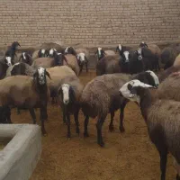 میش های آبستن سنگین وبره دار شال