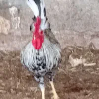 خروس محلی ونیمچه خروس|حیوانات مزرعه|آبادان, |دیوار