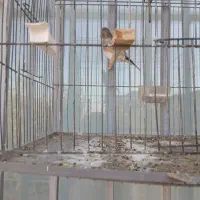 دوتا سهره کرمونی ویک رسمی بخون|پرنده|هشتگرد, هشتگرد قدیم|دیوار