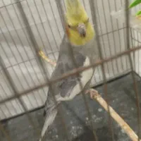 عروس هولندی|پرنده|فولادشهر, B6|دیوار