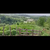 زمین باغی|فروش زمین و ملک کلنگی|سیاهکل, |دیوار