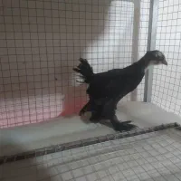 جوجه یک روزه و یک ماهه مرندی اصیل