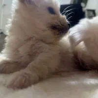 فروش توله سگ
