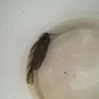 ماهی و لابستر