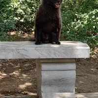 سگ گمشده|سگ|گلستان (تهران), |دیوار