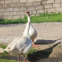 غاز|حیوانات مزرعه|گتوند, |دیوار