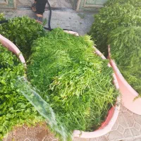 فروش سبزی خرد کرده وفله ای درجه یک