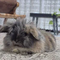 خرگوش|موش و خرگوش|بوکان, |دیوار