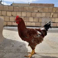 خروس|حیوانات مزرعه|حمیدیا, |دیوار