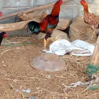 مرغ و خروس اصیل نژاد دار|حیوانات مزرعه|بمانی, |دیوار