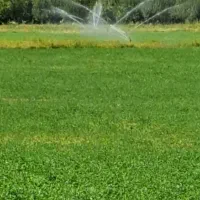 مشارکت در کاشت و برداشت سیر در جاده تکاب شاهین دژ|اجارهٔ دفتر صنعتی، کشاورزی، تجاری|بناب, |دیوار