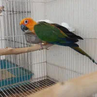 خورشیدی ماده بالغ معاوضه گرینچیک