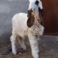 بره نر کامرونی اصل