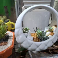 گل ،دیش گاردن