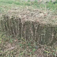یونجه علفی خرمن کوب شده