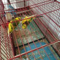 دو عدد مرغ عشق نر و ماده